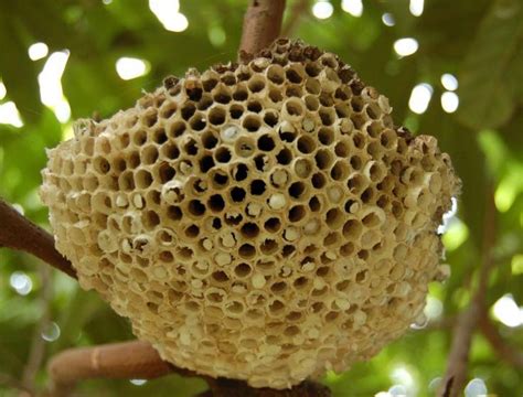 蜜蜂窩|蜂巢(蜜蜂所建巢穴):結構介紹,神奇結構,分類,藥用價值,。